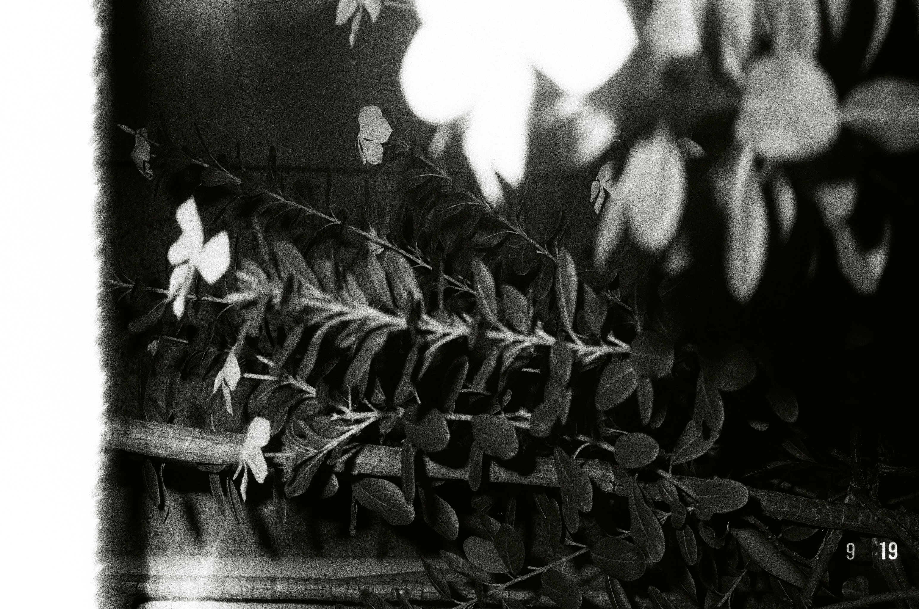 欄杆上的藤蔓與光